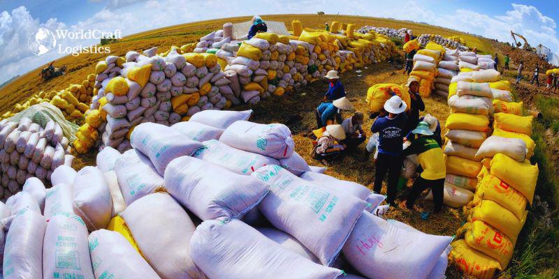rice export images 3.jpg Farmers harvest rice to export abroad