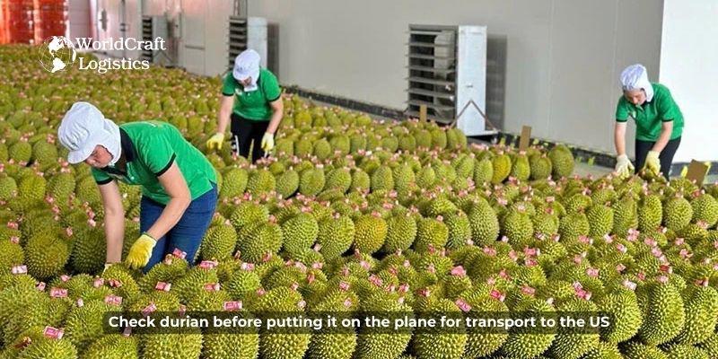 Check durian before putting it on the plane for transport to the US.jpg Check durian before putting it on the plane for transport to the US