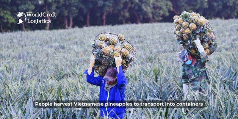 People harvest Vietnamese pineapples to transport into containers.jpg People harvest Vietnamese pineapples to transport into containers