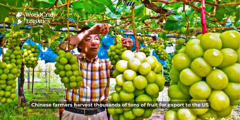 Chinese farmers harvest thousands of tons of fruit for export to the US.jpg Chinese farmers harvest thousands of tons of fruit for export to the US