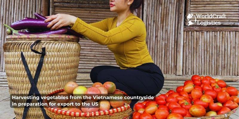 Harvesting vegetables from the Vietnamese countryside in preparation for export to the US.jpg Harvesting vegetables from the Vietnamese countryside in preparation for export to the US